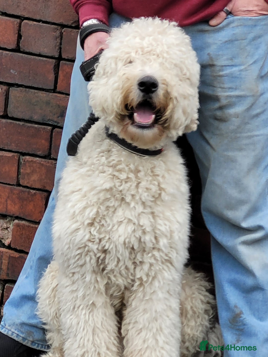 Double Doodle dogs for sale: Springfield Doodles  - Image 4