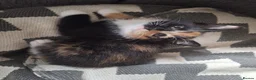 Mixed Breed cats for sale: 3 little boys and 1 girl  - Advert 9