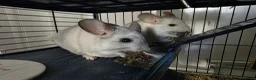 Chinchilla rodents for sale: 2 Male chinchillas - Advert 9