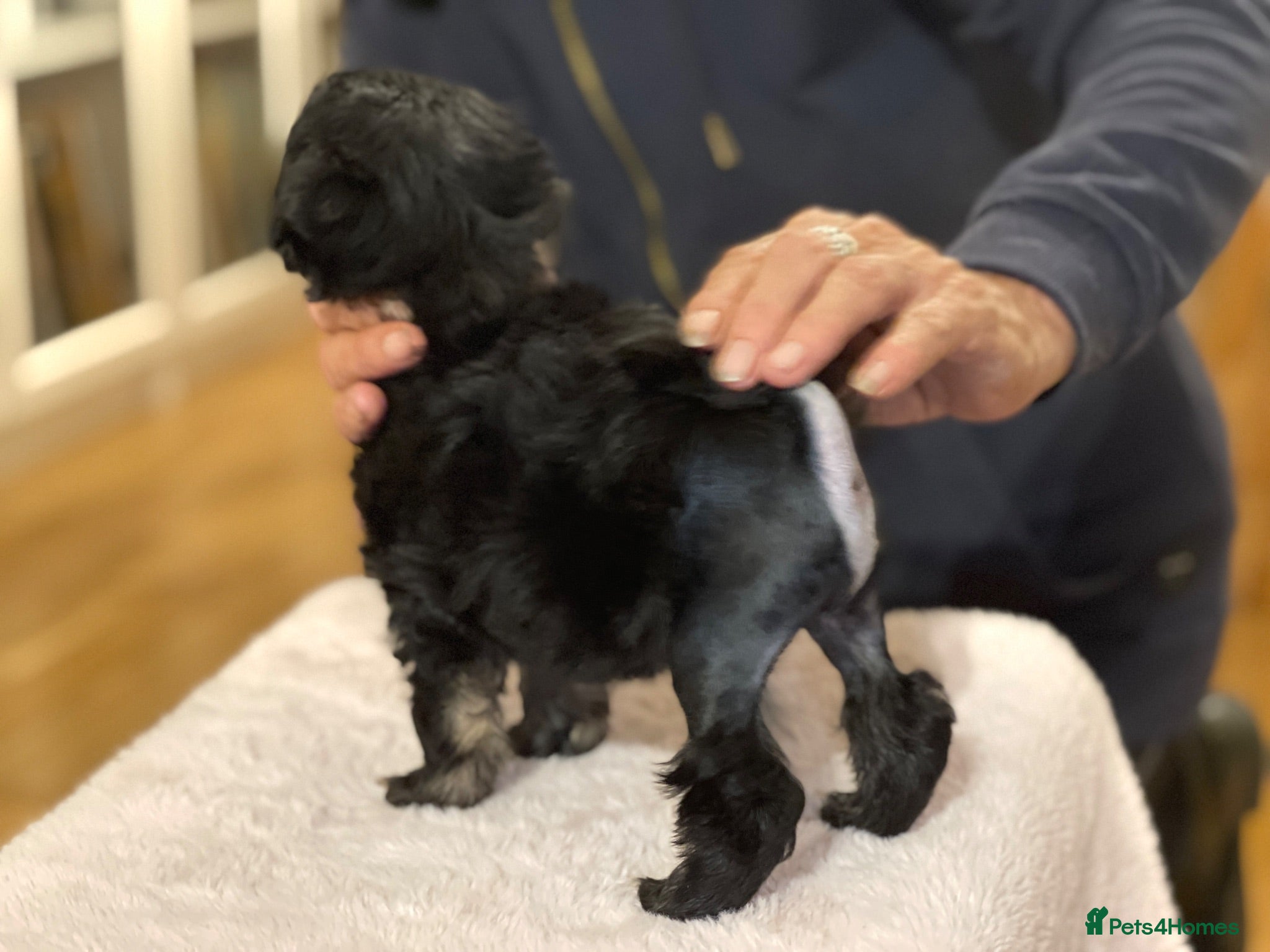 Lowchen dogs ‼️⭐️⭐️REDUCED KC Awesome Charlie⭐️⭐️‼️ - Advert 1