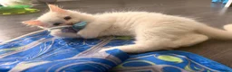 Ragdoll cats for sale: Four gorgeous Ragdoll kittens  - Advert 8