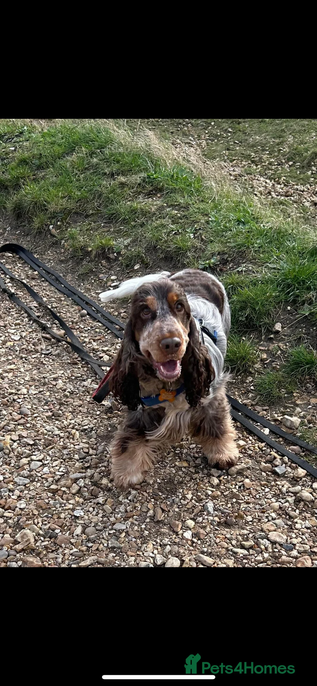 Cocker Spaniel dogs for stud: KC REG SHOW COCKER SPANIEL STUD in Gosport - Advert 30