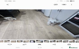 Maltese dogs for sale: Lovely maltese ready to go - Image 15
