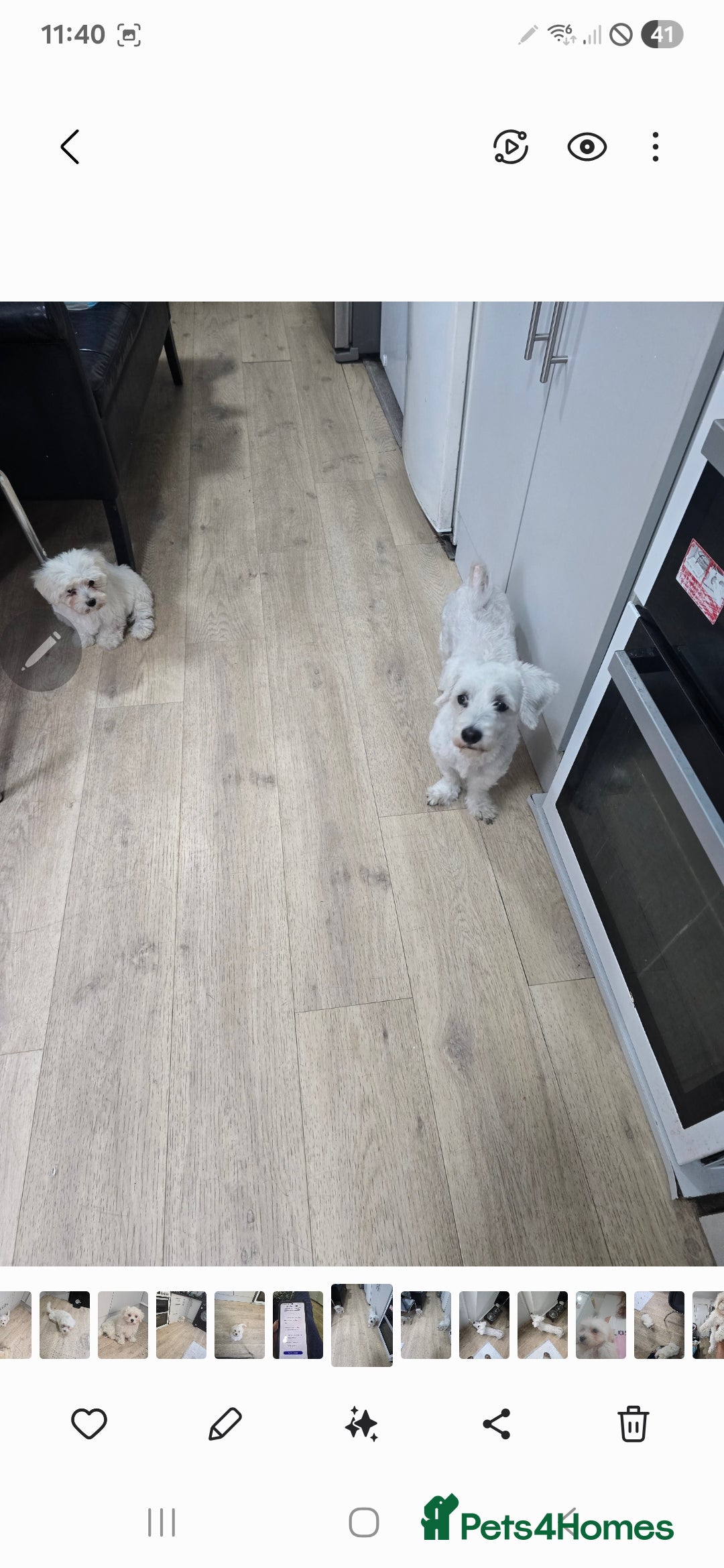 Maltese dogs for sale: Lovely maltese ready to go - Image 15