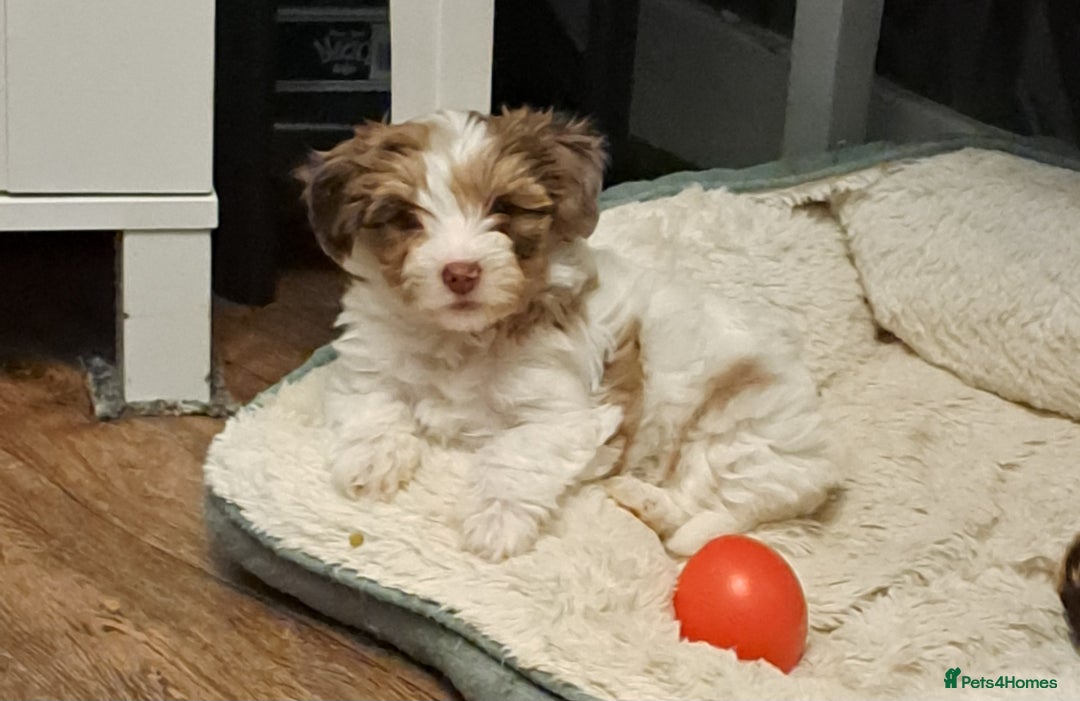 Yorkshire Terrier dogs for sale: 1 Boy & 3 Girls with Unique Coats - Advert 10