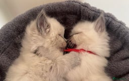 Ragdoll cats for sale: Ragdoll kittens (2 boys and 2 girls)  - Image 7