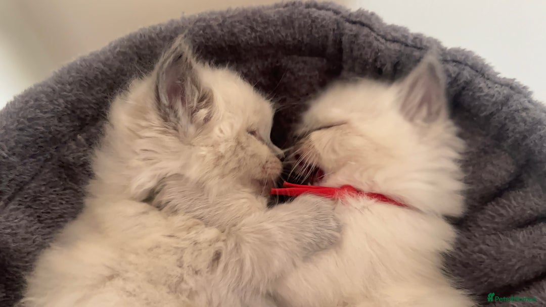 Ragdoll cats for sale: Ragdoll kittens (2 boys and 2 girls)  - Image 7
