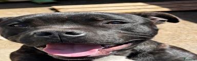 Staffordshire Bull Terrier 1