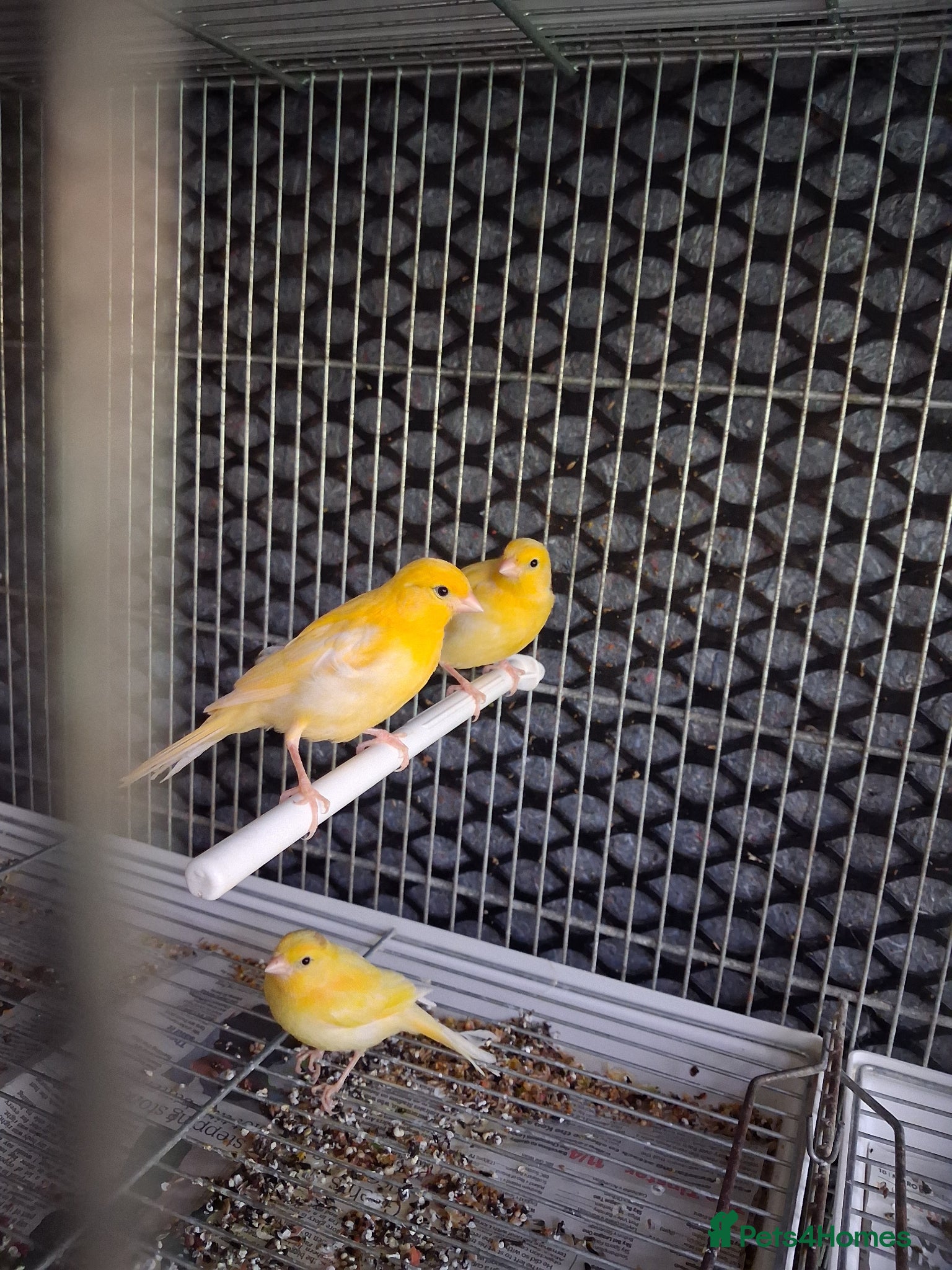 Canaries birds  canary available  - Advert 5