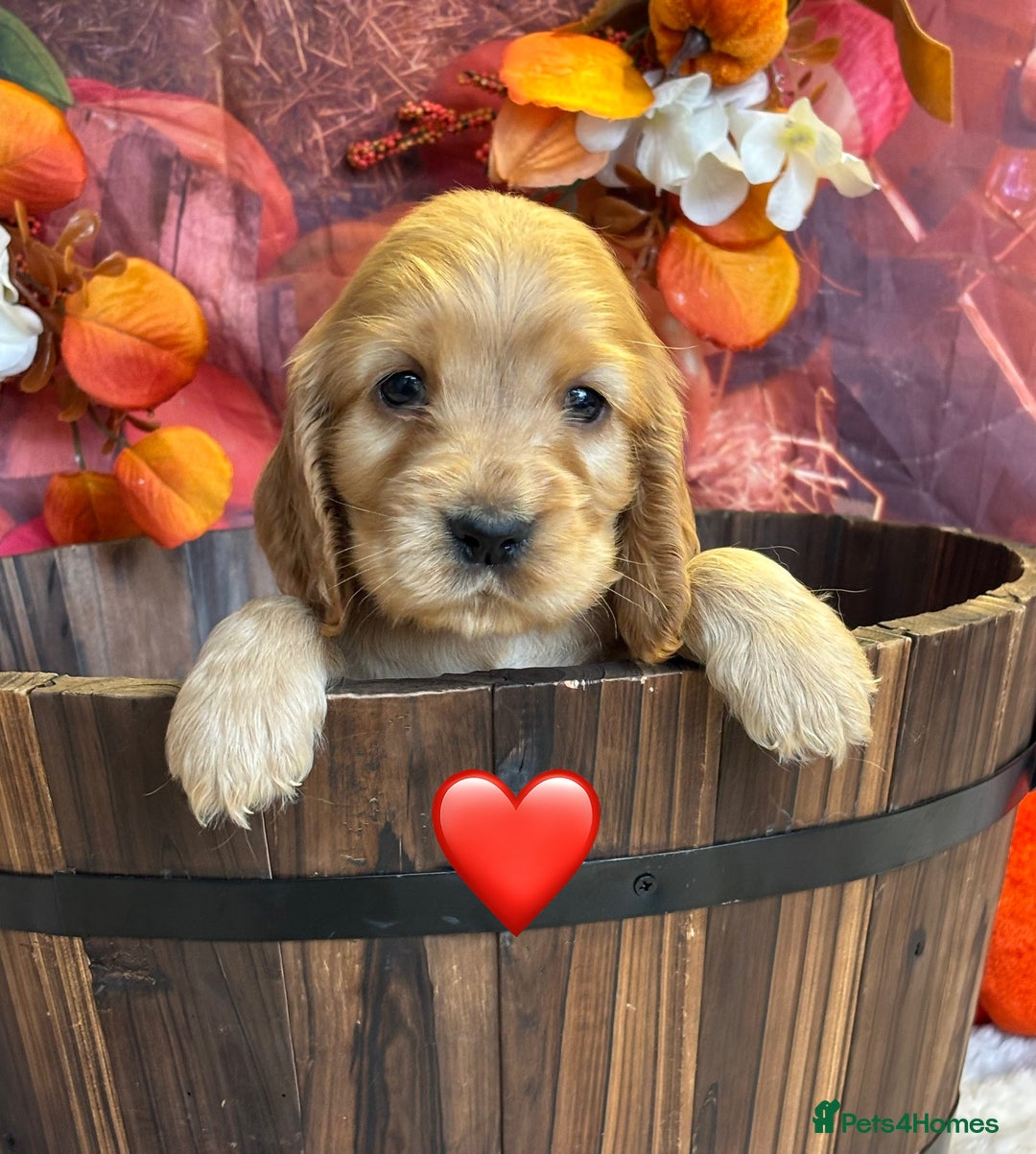 Cocker Spaniel dogs for sale: Beautiful KC Show Cocker Spaniels💙🩷 - Image 7