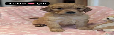 White Girl