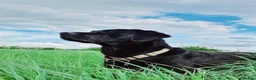 Labrador Retriever dogs for stud: Beautiful black lab for stud - Advert 3