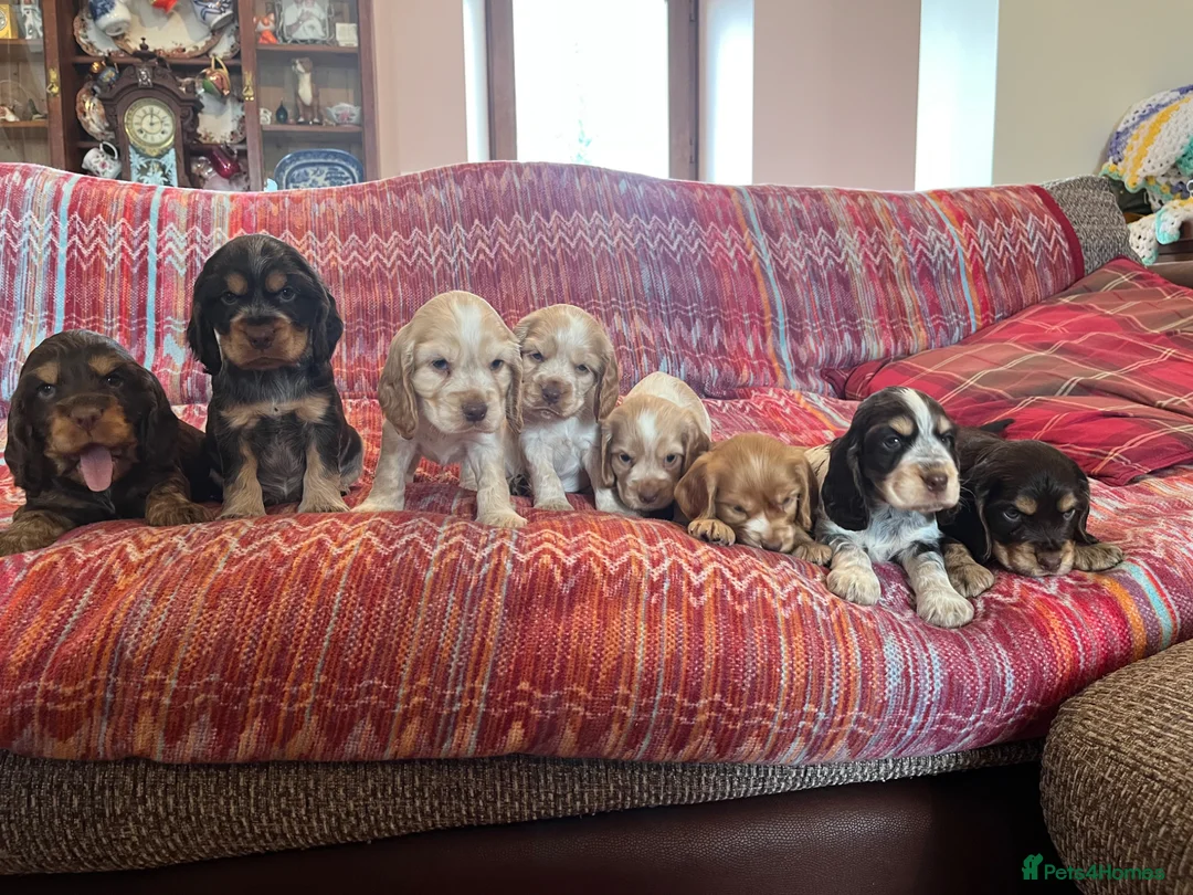 Cocker Spaniel dogs for sale: Gorgeous KC HEALTH TESTED show type cocker 🐶 ⭐️  - Advert 10