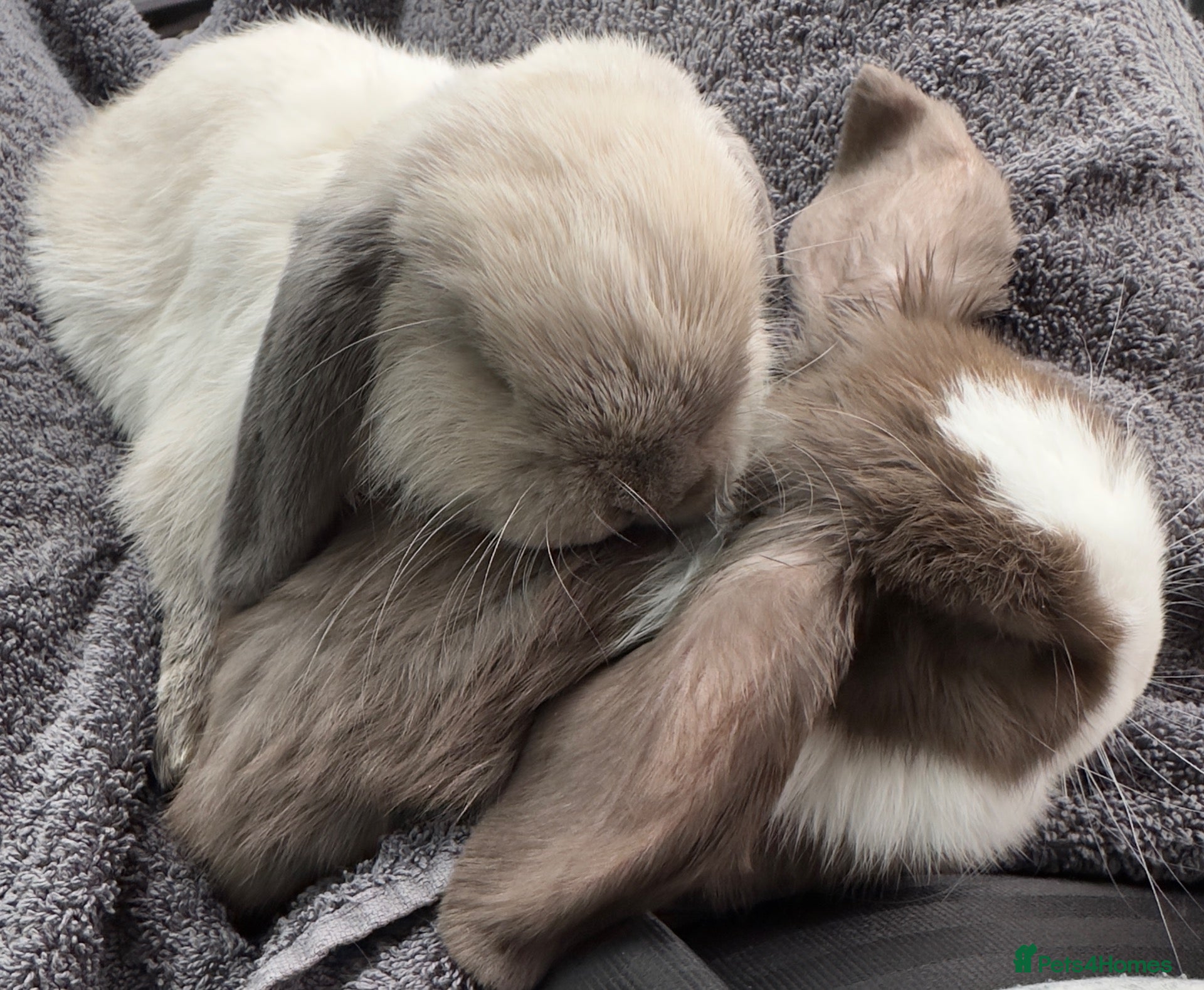 Mini Lop rabbits for sale: 2 tiny pedigree mini lops 💖 - Advert 1