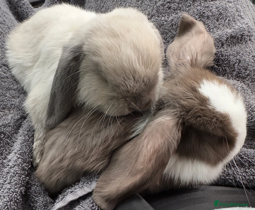 Mini Lop rabbits for sale: 2 tiny pedigree mini lops 💖 - Advert 1