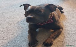 Staffordshire Bull Terrier dogs for stud: Blue short leg staffy for stud - Image 3