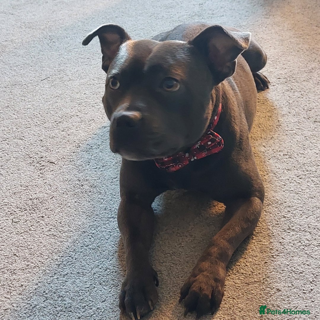 Staffordshire Bull Terrier dogs for stud: Blue short leg staffy for stud - Image 3