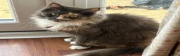 Maine Coon cats for sale: Gorgeous Tica Registered Maine Coon Girl - Advert 3