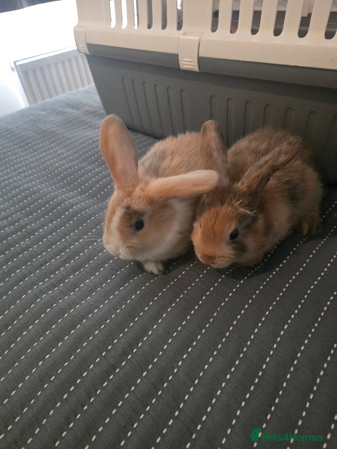 Mixed Breed rabbits for sale: Baby Bunnies - Advert 1