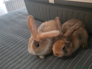 Mixed Breed rabbits Baby Bunnies - Advert 1