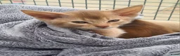 Abyssinian cats for sale: Beautiful pedigree tica abyssinian kittens - Advert 3