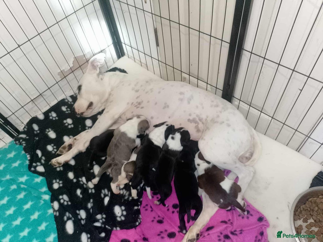 Mixed Breed dogs for sale: 4 Beautiful puppies looking for forever homes. - Image 12