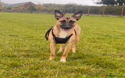 Mixed Breed dogs for sale: Maggie, 11months. Mali/GermanShep X Greyhound - Image 4