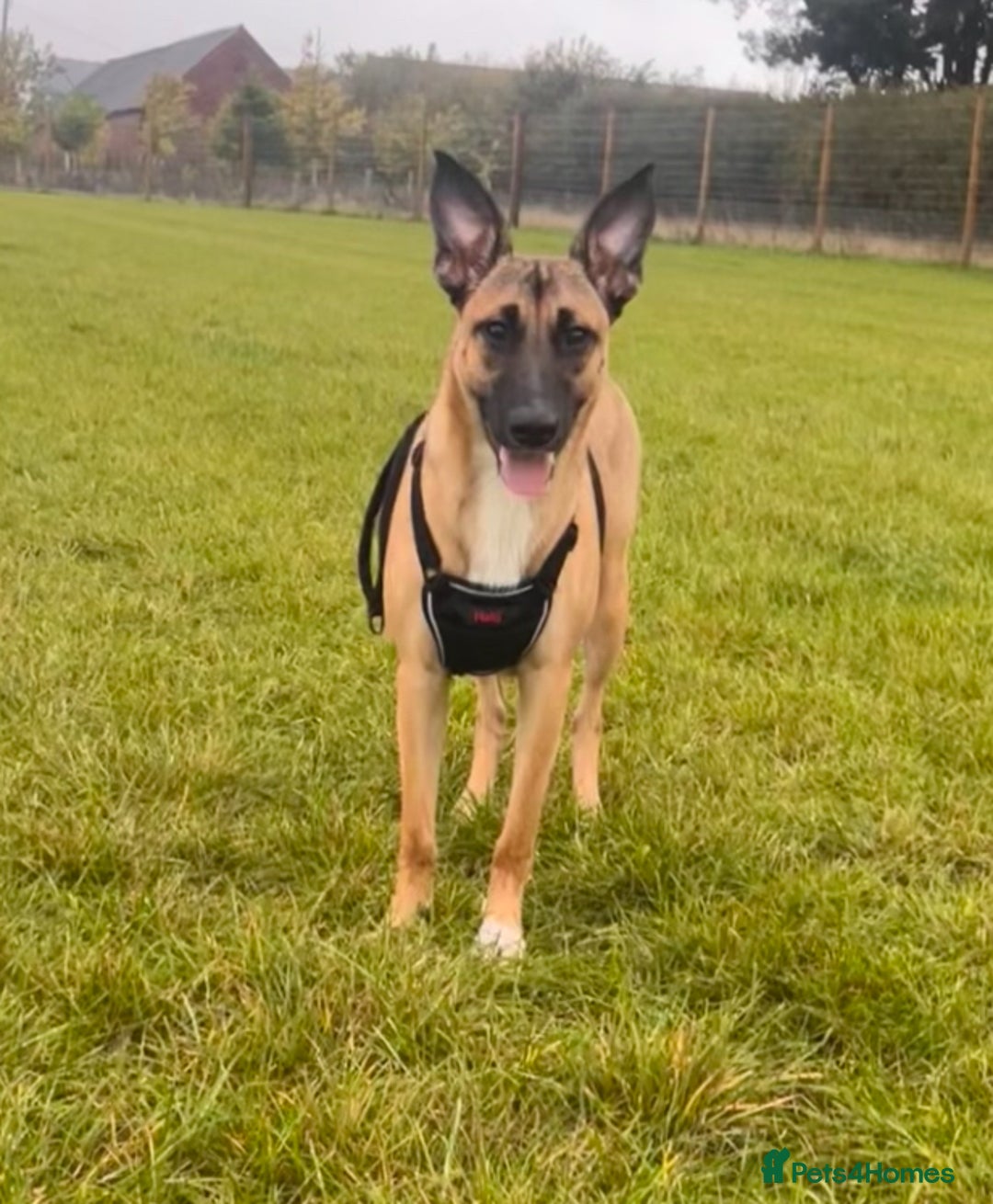 Mixed Breed dogs for sale: Maggie, 11months. Mali/GermanShep X Greyhound - Image 4