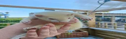 Ferret rodents for sale: Beautiful Ferret Kits for sale  - Advert 2