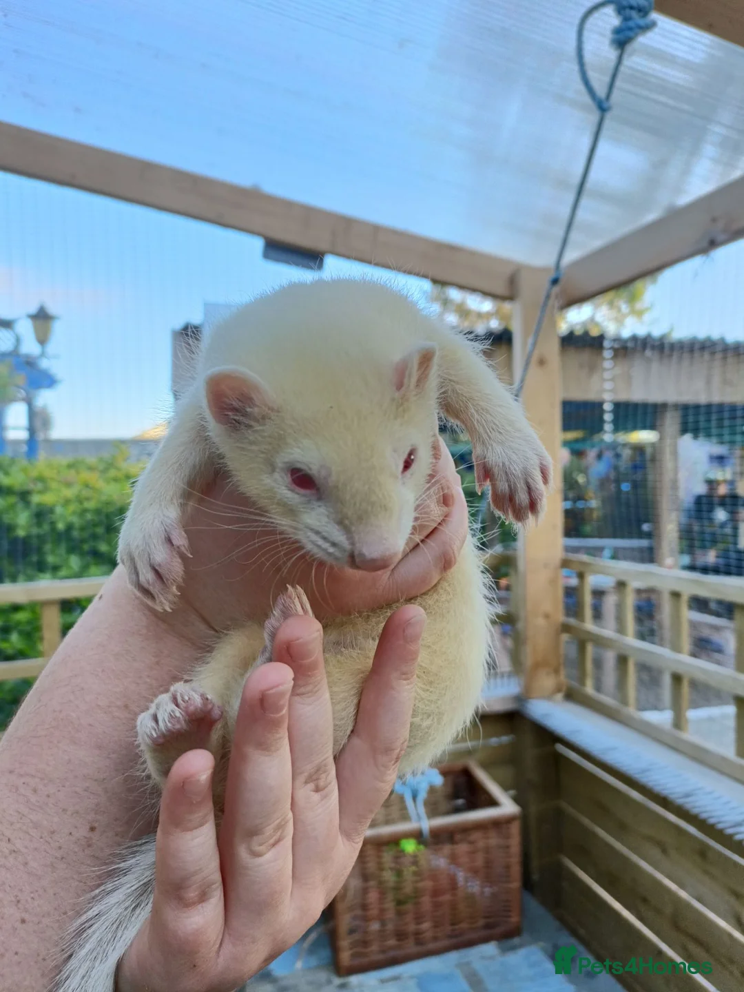 Ferret rodents for sale: Beautiful Ferret Kits for sale  - Advert 2