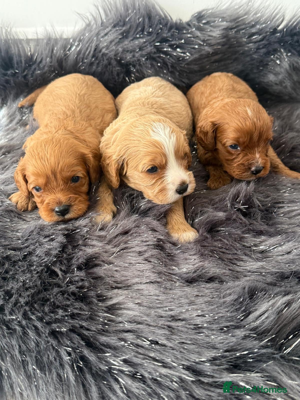 Cavapoo dogs F1 Cavapoo’s From Health Tested Parents 🧬 - Advert 2