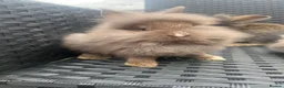 Mini Lion Lop rabbits for sale: Ready to go lionhead lops now reduced - Advert 33
