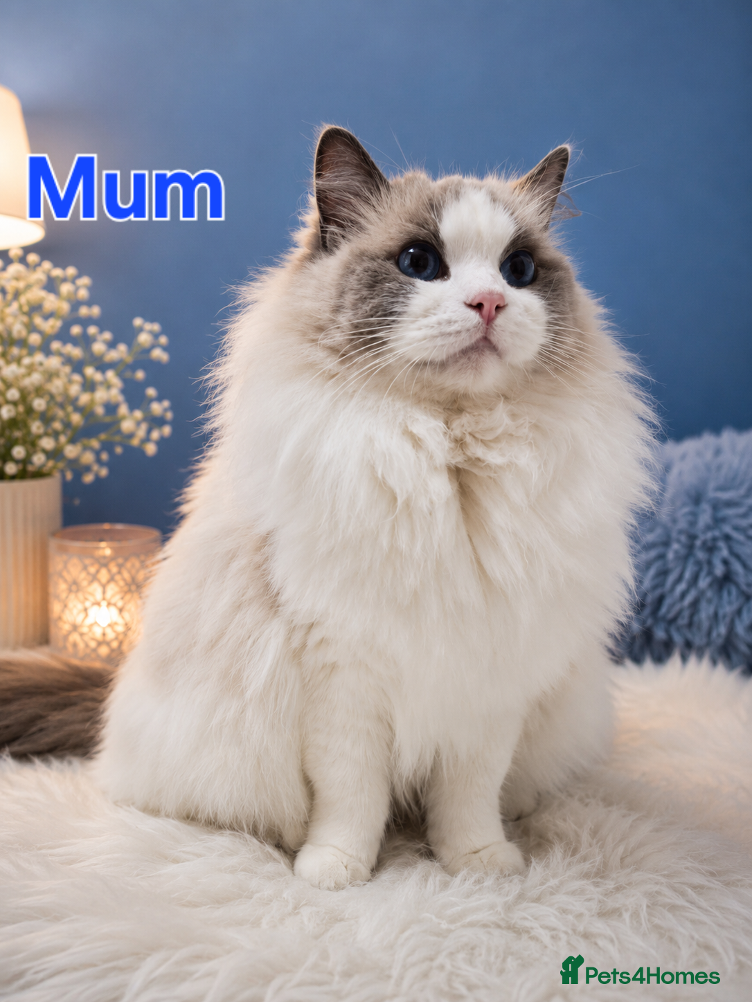 Ragdoll cats  GCCF & TICA Ragdoll Kittens-Show quality  - Advert 14