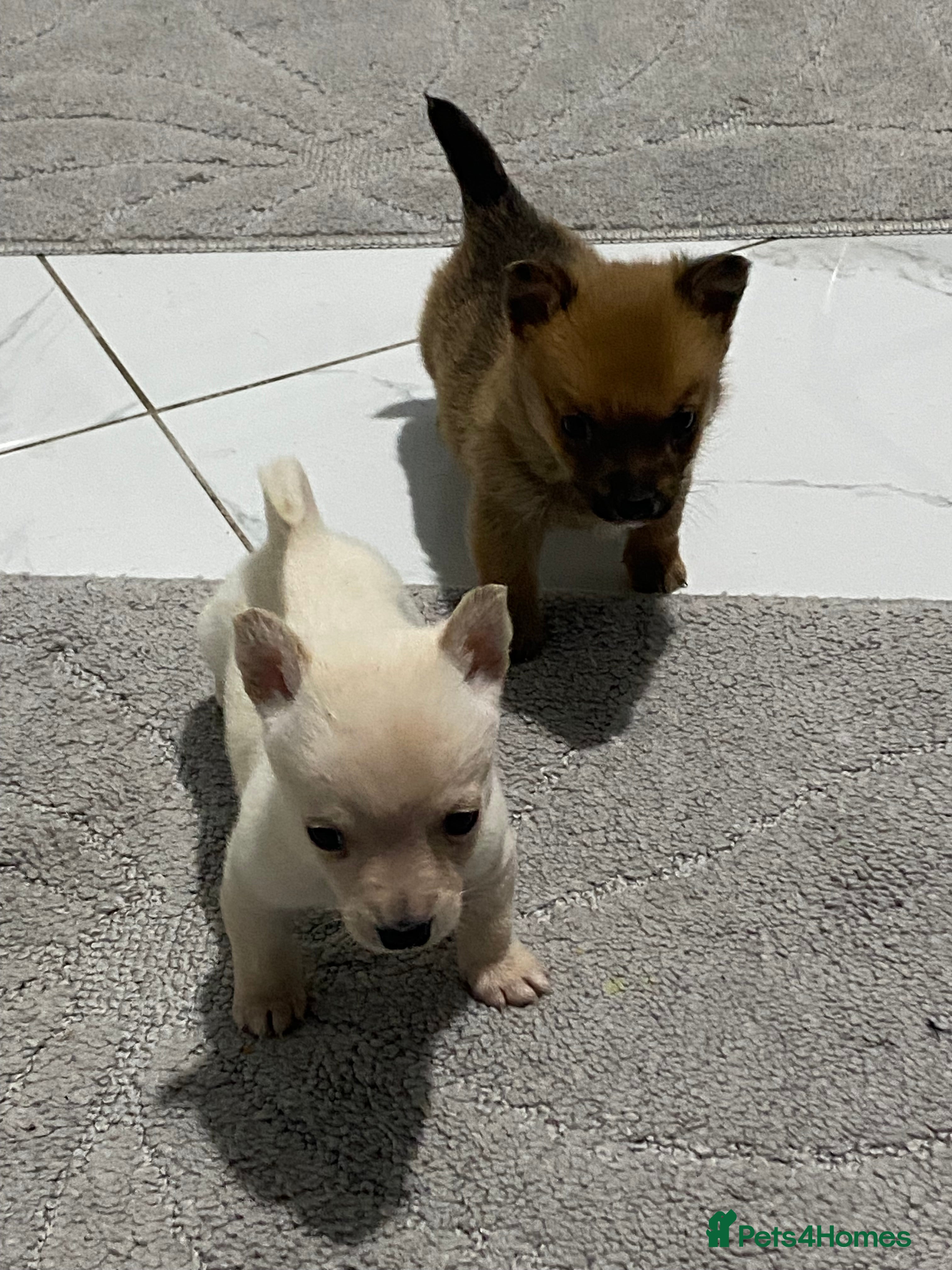 Chihuahua dogs 3 beautiful chihuahua puppies  - Advert 1