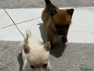 Chihuahua dogs 3 beautiful chihuahua puppies - Advert 1