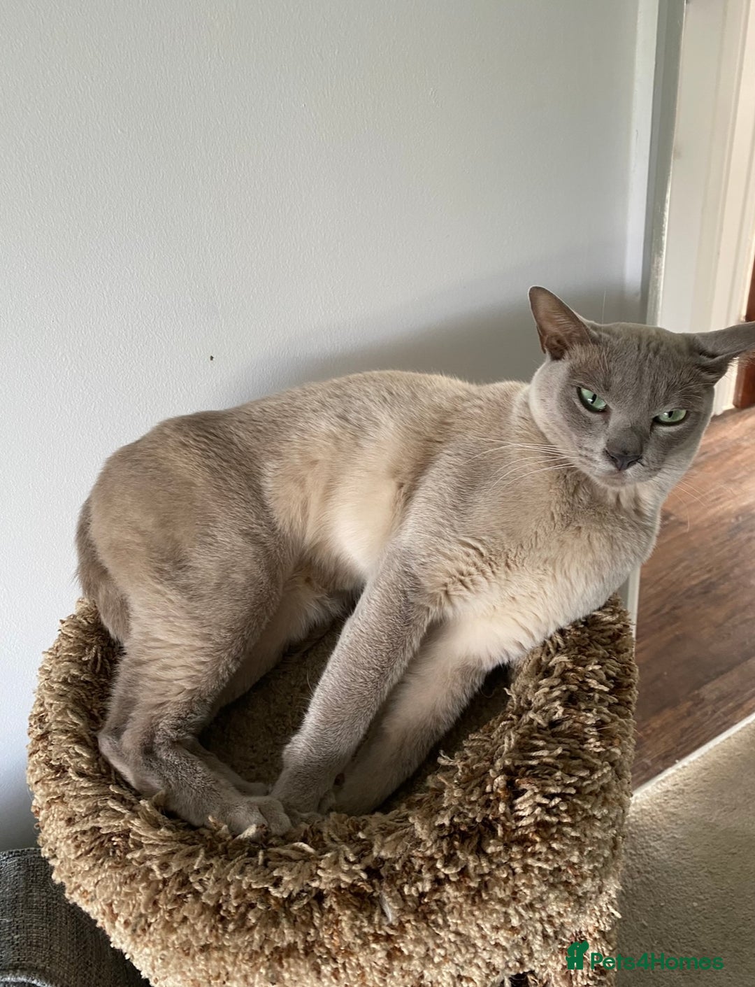 Burmese cats for sale: 2 beautiful Burmese cats age 5 and 3 - Advert 4