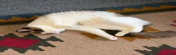 Ragdoll cats for sale: Ragdoll - Advert 7