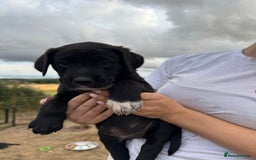 Borador dogs for sale: Beautiful intelligent Borderdors for sale  - Image 19