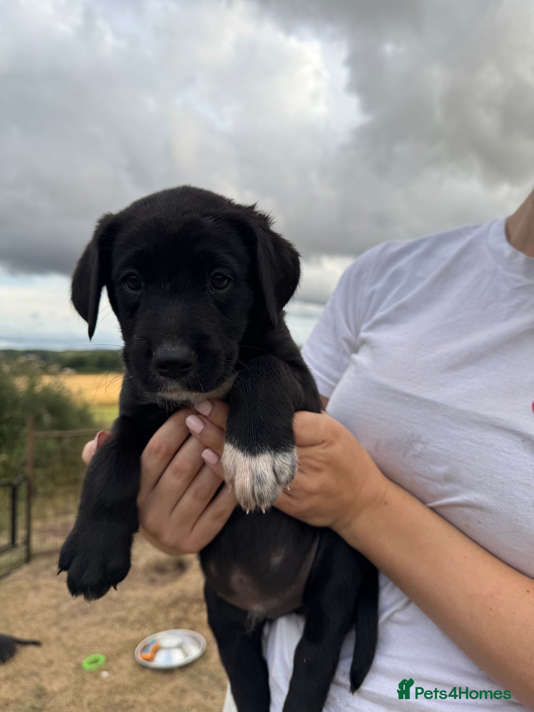 Borador dogs for sale: Beautiful intelligent Borderdors for sale  - Image 19