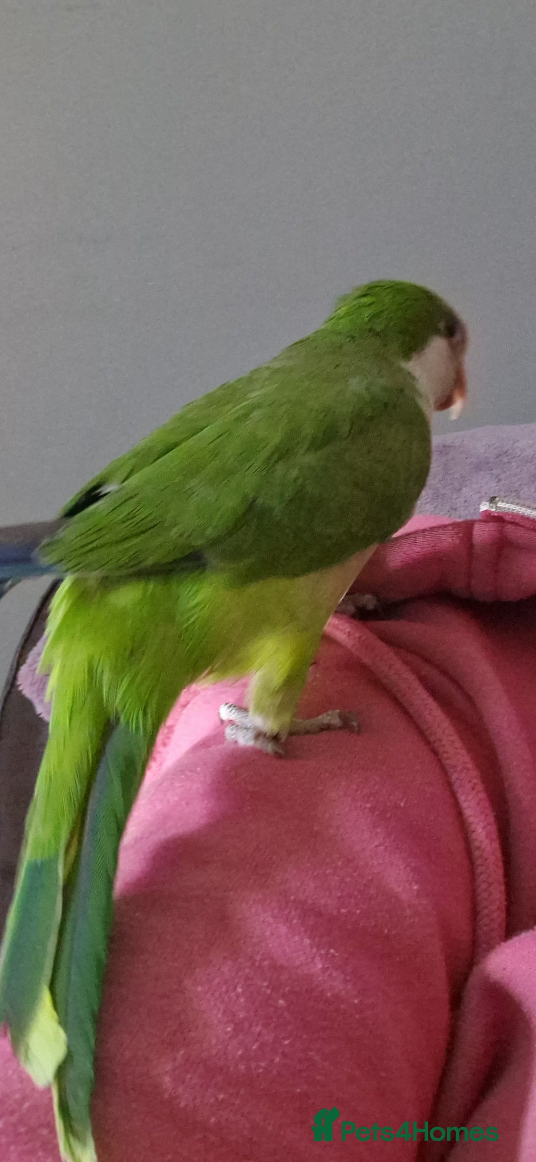 Parrots birds for sale: Quaker parrot  - Image 6