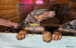 Dobermann dogs for sale: Elite Class World Champion Pedigree Pups KC'D - Image 17