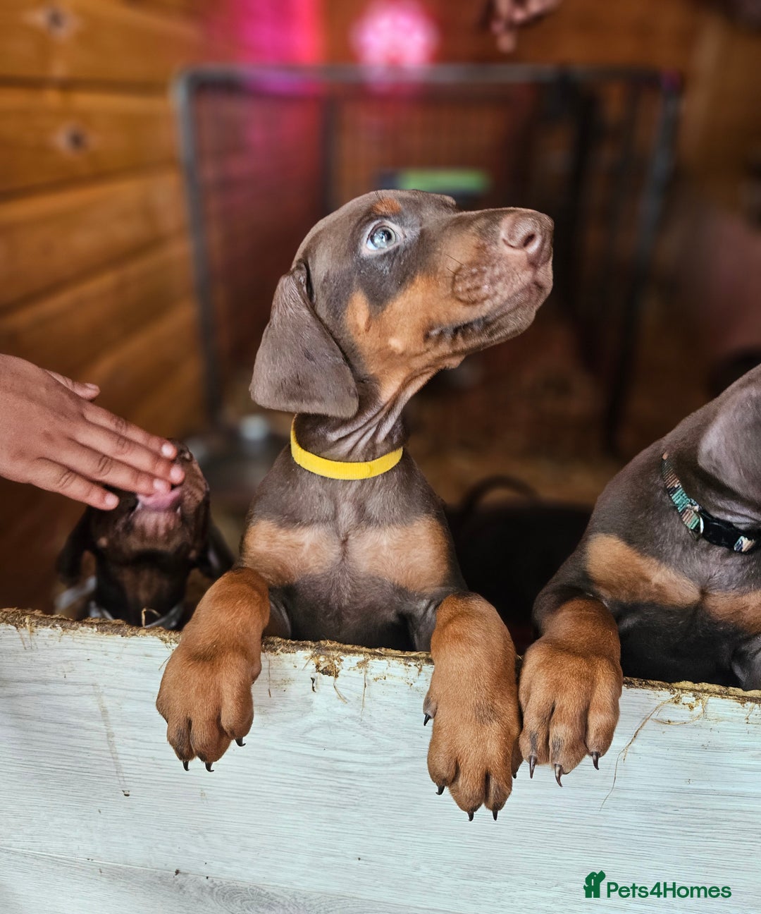 Dobermann dogs for sale: Elite Class World Champion Pedigree Pups KC'D - Image 17