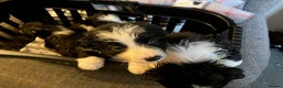 Border Collie dogs for sale: Border Collie Puppies  - Advert 13