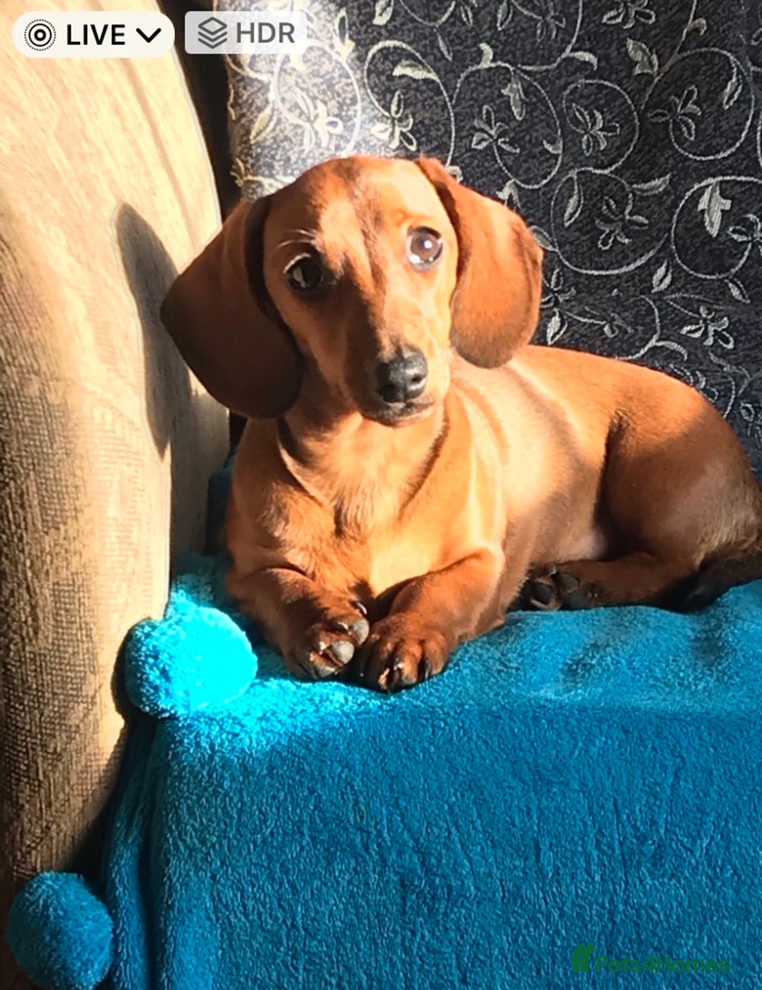Miniature Dachshund dogs for sale:  PRA clear, Mother is a certified school dog  - Image 5