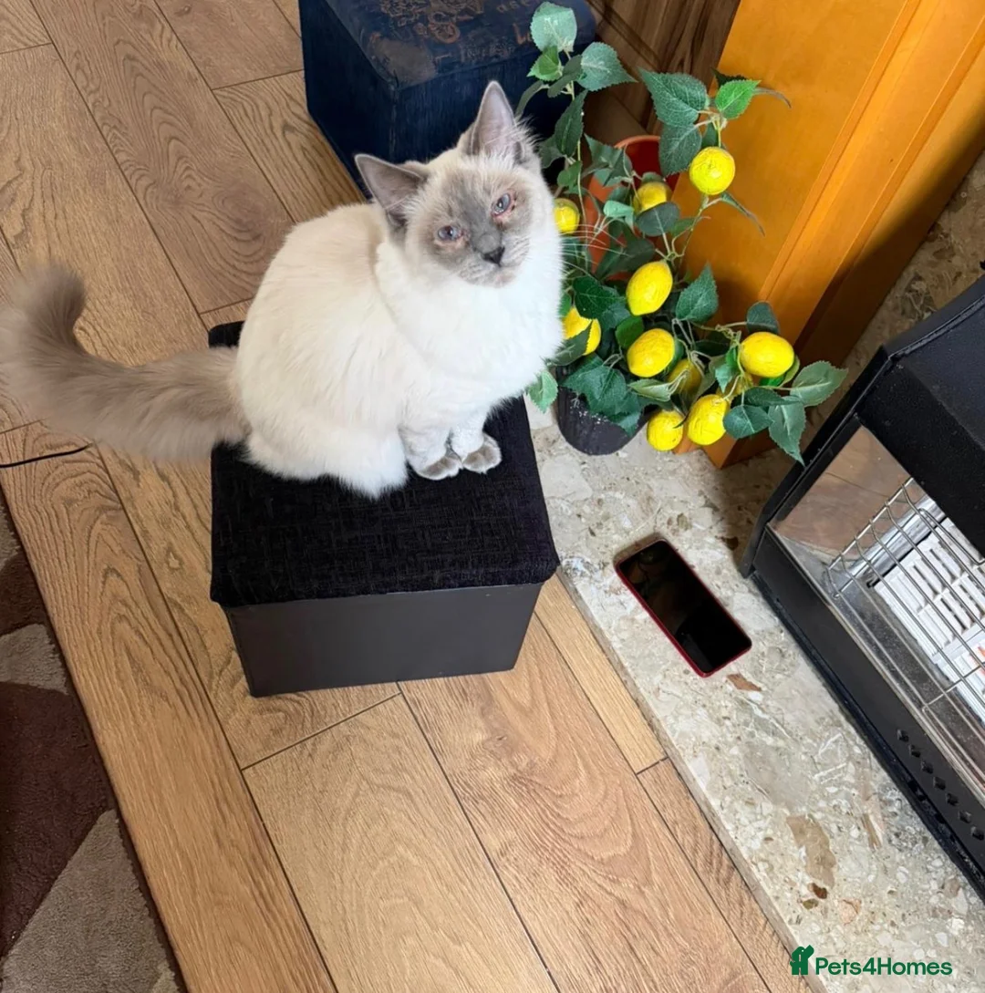 Ragdoll cats for sale: Gorgeous Ragdoll Baby 6 Months Old For Sale - Advert 1