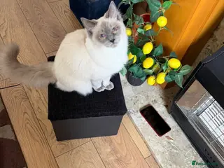 Ragdoll cats Gorgeous Ragdoll Baby 6 Months Old For Sale - Advert 2