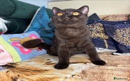 British Shorthair cats for sale: LAST 2 GCCF BSH Kittens – Ready NOW!! in Slough - Image 22