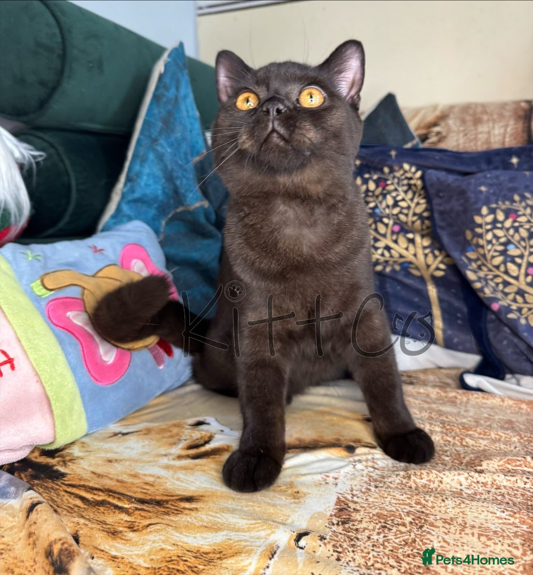 British Shorthair cats for sale: LAST 2 GCCF BSH Kittens – Ready NOW!! in Slough - Image 22