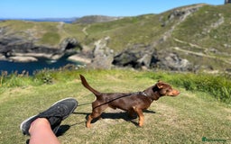 Jack Russell dogs for stud: Wenlock JRT For Stud - Image 2