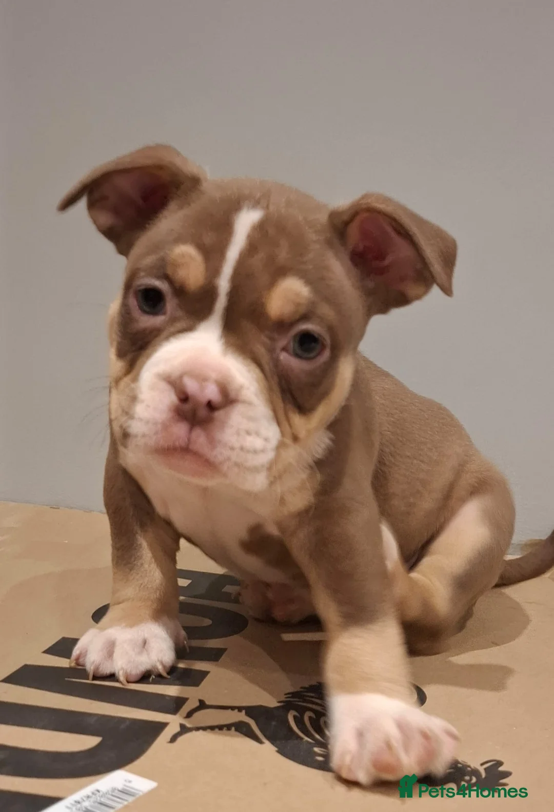 American Bully dogs for sale: American Bully Puppies  - Advert 8